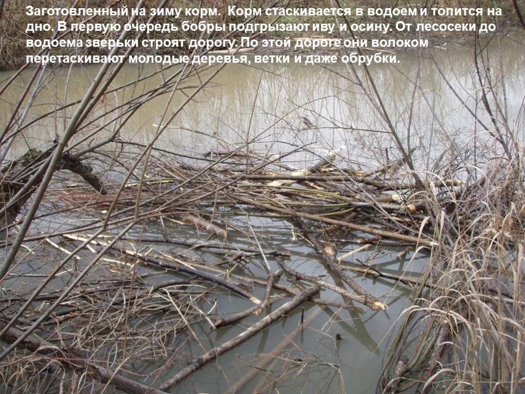 Что заготавливали себе на зиму бобры. Бобриные плотины зимой. бобры зимуют. плотина бобра зимой. запасы бобра на зиму.