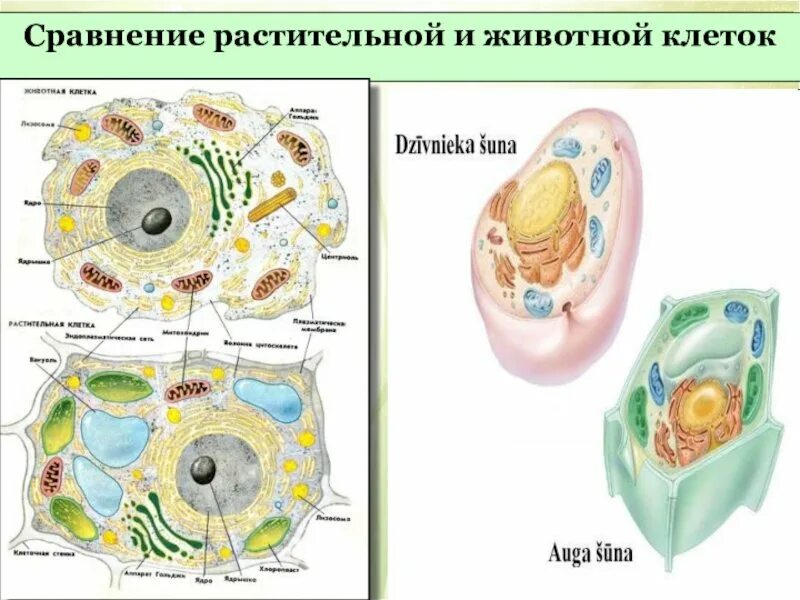 Растительная клетка лабораторная. Строение клетки растения и животного 5 класс биология. Строение растительной и животной клетки 5 класс биология. Органоиды живой и растительной клетки рисунок 15. Сравнение строение животной и растительной клетки рисунок.