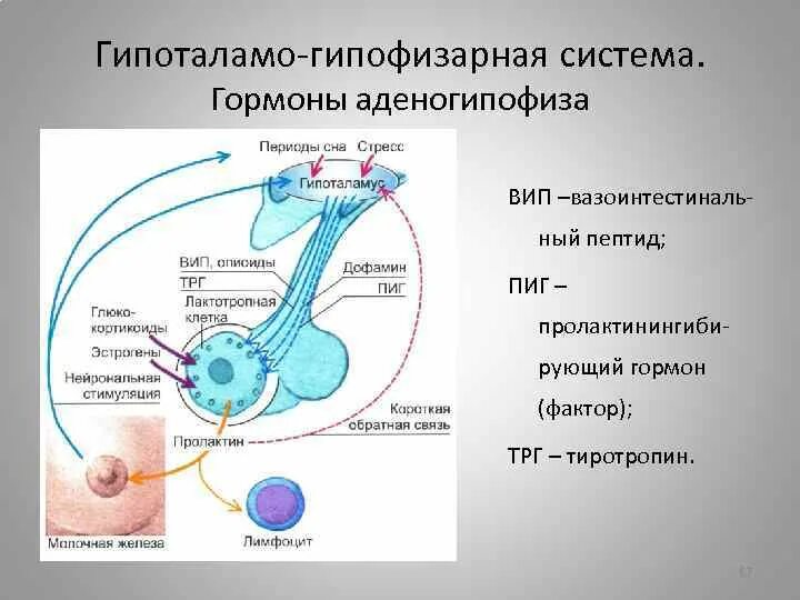 В работе гипоталамо гипофизарной системы заложен принцип. Механизм обратной связи гипоталамо гипофизарной системы. Гормоны гипоталамо-гипофизарной системы. 1.1. Гипоталамо-гипофизарная система. Гипоталамо-гипофизарная система характеризуется.