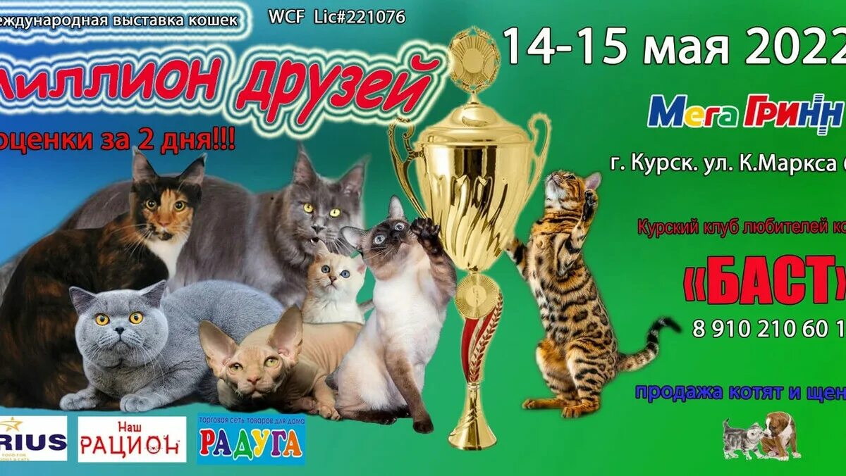 Выставка кошек курск мегагринн 2024. Выставка кошек Курск. Выставка кошек афиша. Брошюра выставка кошек. Выставка кошек баннер.