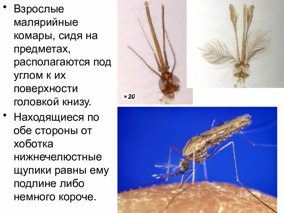 Какое развитие у малярийного комара. Малярийный комар. Малярийный комар фото. Насекомое малярийный комар. Малярийный комар строение.