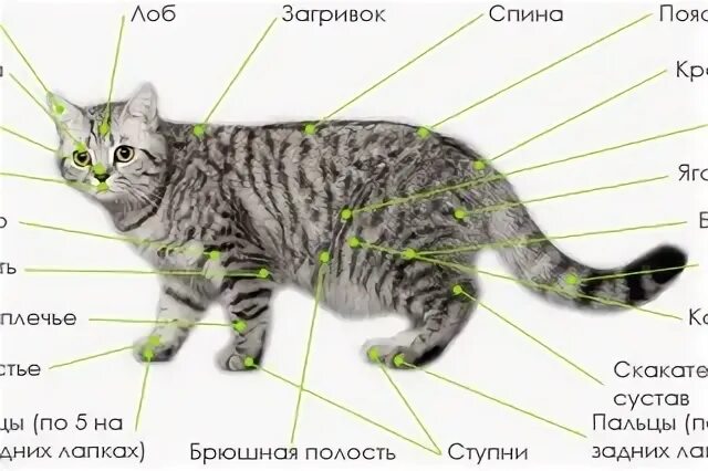 Внешнее строение кошки 7 класс. Строение кошки для детей. внешнее строение кошки.