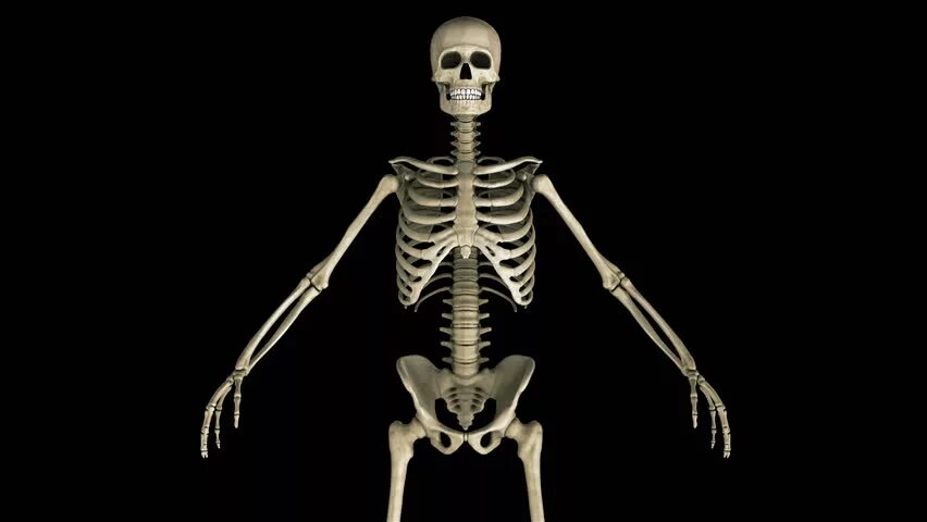 Скелет прямо. Скелет человека на черном фоне. Скелет человека на фоне человека. Скелет сверху.