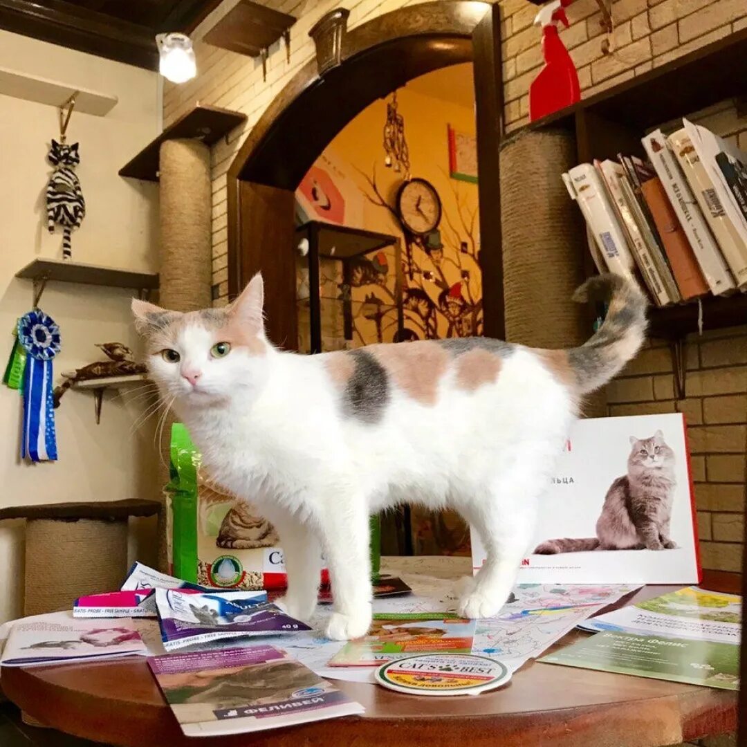 Cat cafe vip гости. котокафе тула. котокафе тула. котокафе надпись. визитка котокафе.