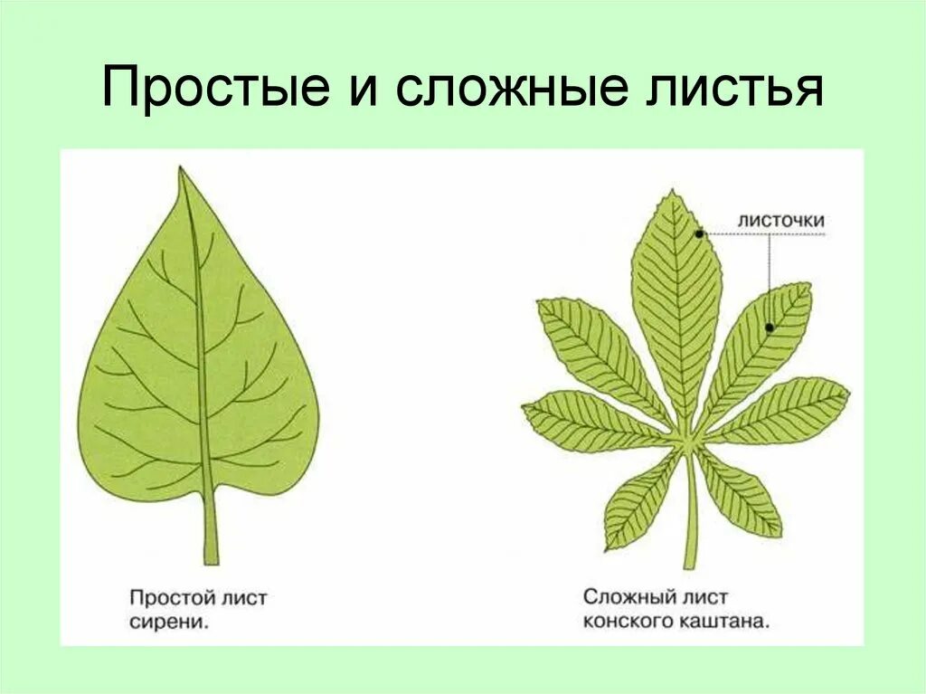 тип листовой пластинки листа клена. дуб простое или сложное растение. дуб простое или сложное растение. дуб простое или сложное растение. форма листовой пластинки клена американского.