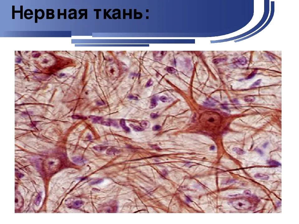 Презентация по биологии "Ткани человека" (8 класс)