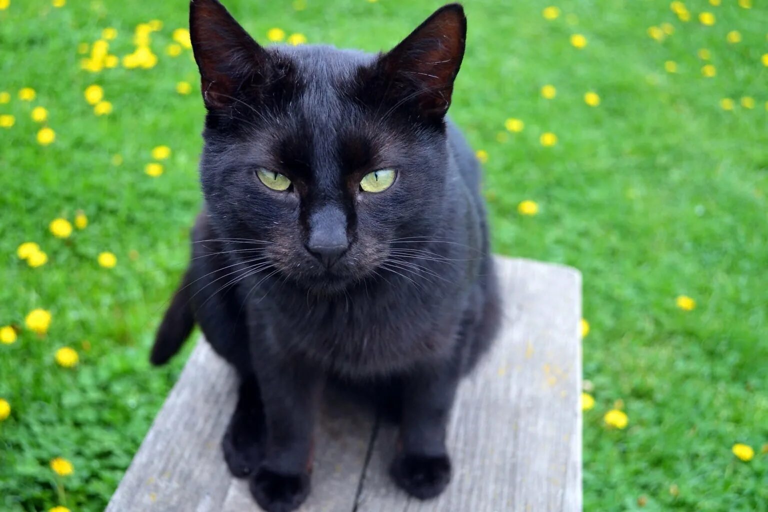 Кошка с желтыми глазами порода. Бомбейская кошка пушистая. Американская короткошёрстная кошка черная. Акринская порода кошек. Черный.