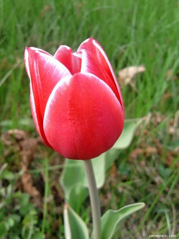 Тюльпан зелёноцветковый вайолет берд. Тюльпан триумф хэппи дженерейшн. Тюльпан коорс. Тюльпан зонтичный. Тюльпан экзотик эмперор.