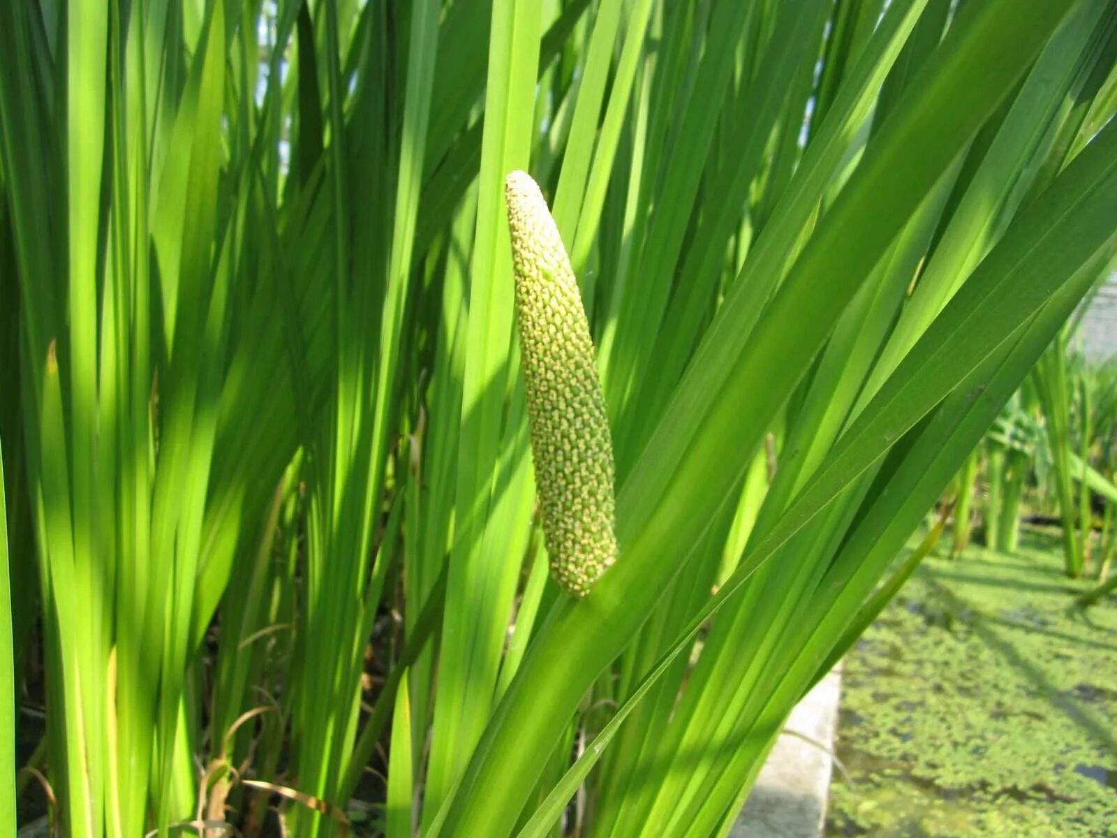 Аир болотный цена. АИР обыкновенный - Acorus Calamus. АИР болотный (Acorus Calamus). АИР обыкновенный болотный. АИР обыкновенный корневища.