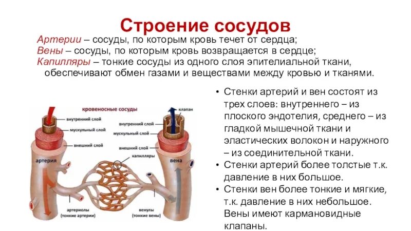 Какие сосуды артерии. Кровеносный капиляр строение. Строение сосудов артерия Вена капилляр. Строение стенки кровеносных сосудов. Строение кровеносных сосудов артерий вен капилляров.