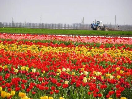 Янтарное красногвардейский