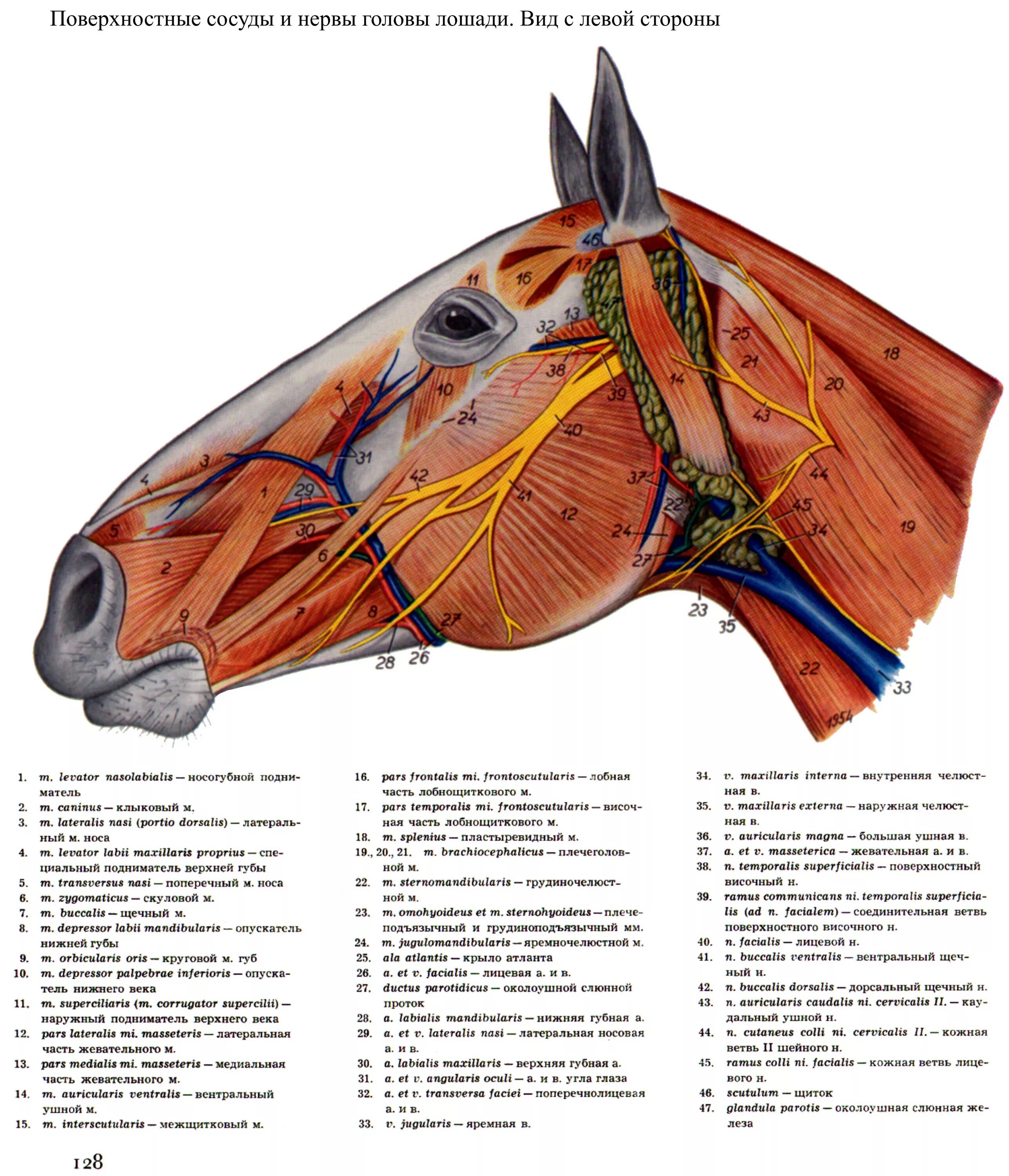 Попеско атлас анатомии домашних животных. Поверхностные кровеносные сосуды и нервы головы лошади. Анатомия лошади Ветеринария мышцы. Поверхностные мышцы лошади анатомия. Артерии и вены животных