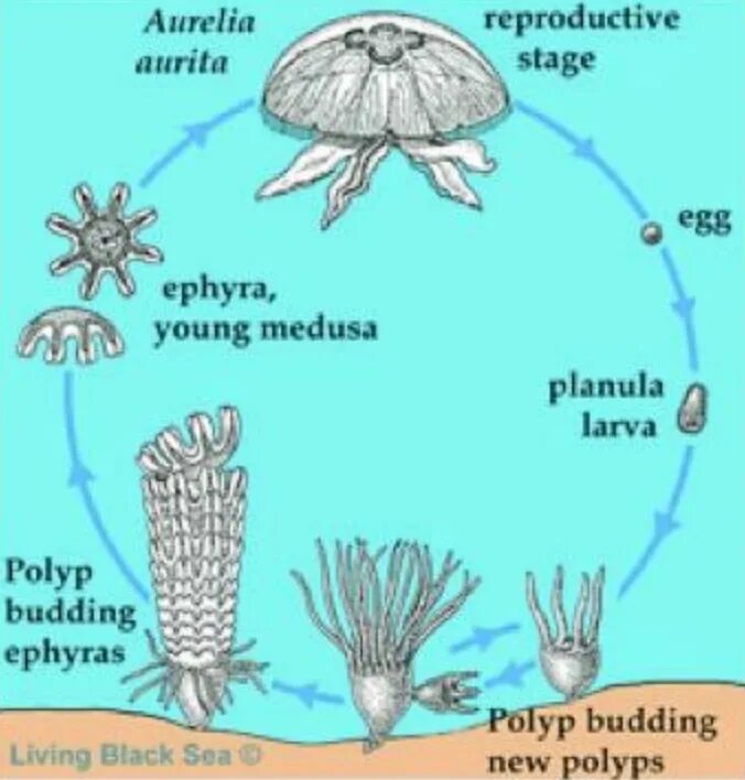 Стадия жизненного цикла медузы. Жизненный цикл медузы Аурелии. Жизненный цикл сцифоидной медузы Аурелии. Жизненный цикл сцифоидных медуз.