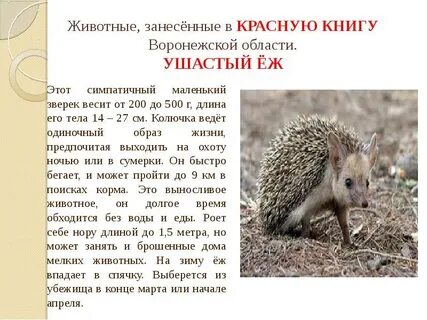 Почему ежи занесены в красную книгу