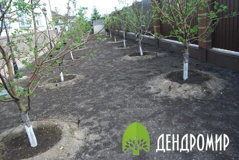 Посадить яблоню на участке