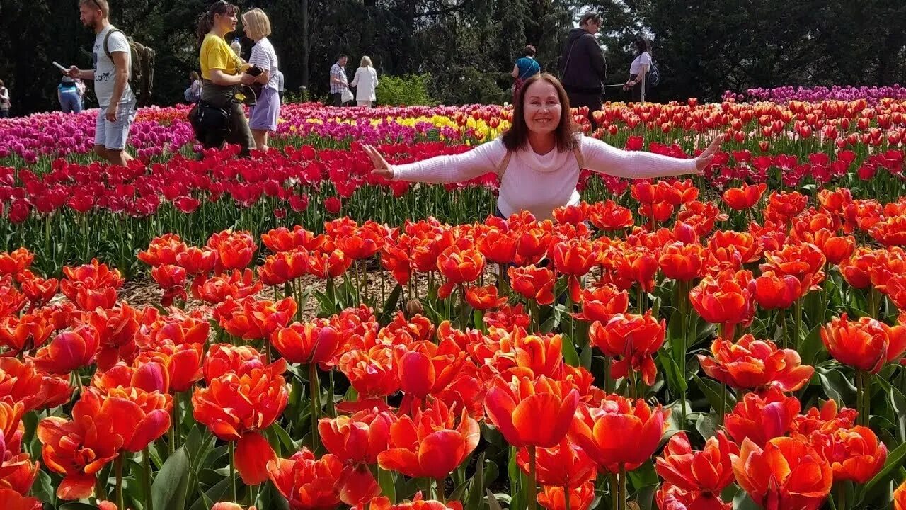 Никитский ботанический сад фестиваль тюльпанов. Никитский ботанический сад в крыму парад тюльпанов 2022. Никитинский ботанический сад парад тюльпанов. Парад тюльпанов в стамбуле 2022. Парад тюльпанов никитский ботанический сад 2023.