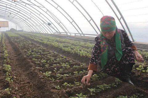 Погода джалал абад 10 дней
