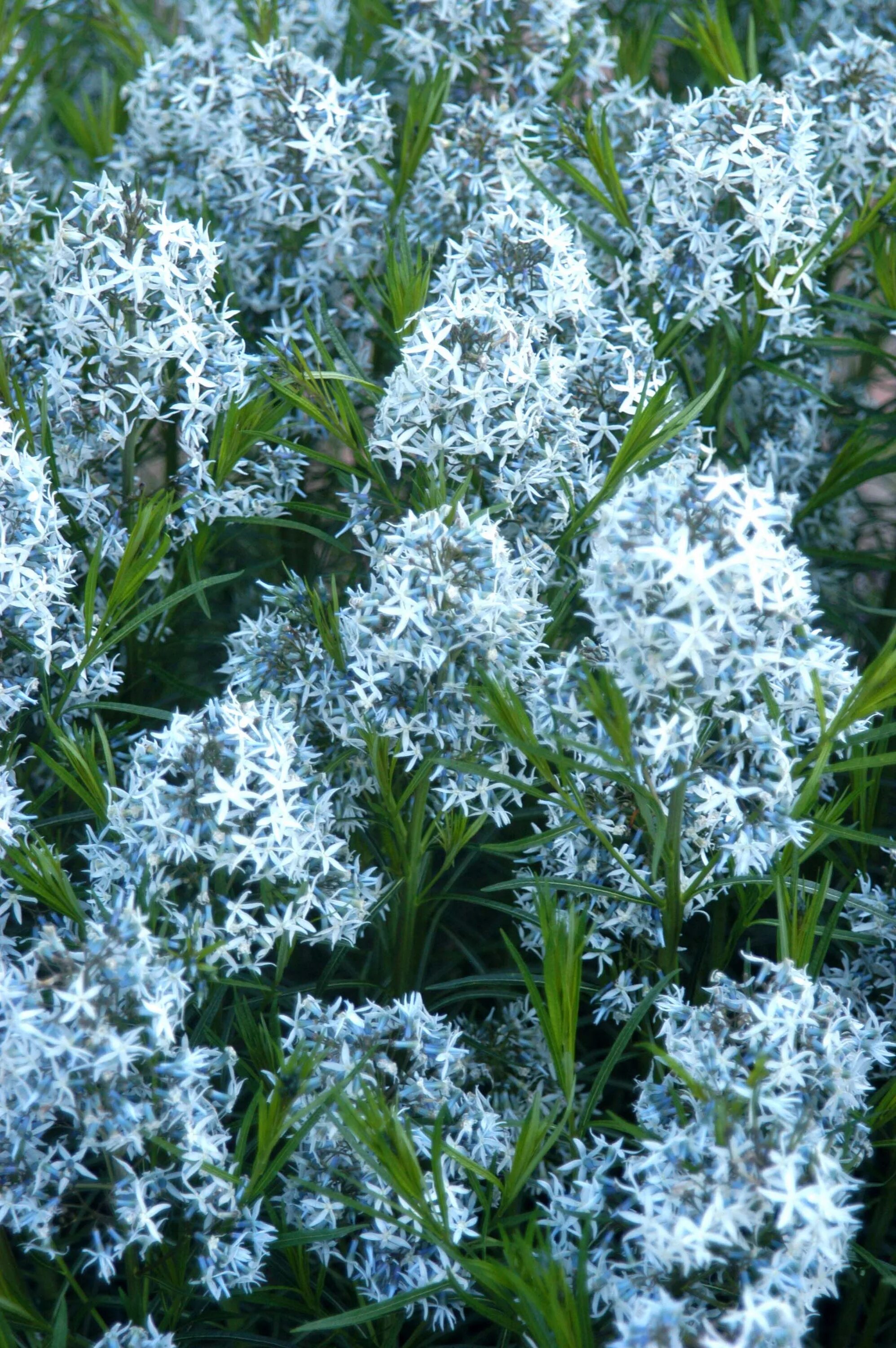 Blue Star Plants (Amsonia) Growing Guide