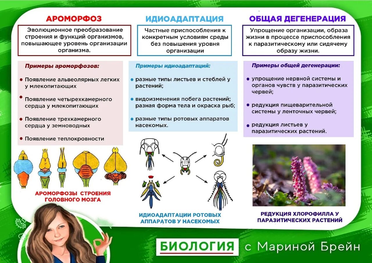 Примеры ароморфоза и дегенерации. Идиоадаптация и общая дегенерация. Ароморфоз идиоадаптация общая дегенерация. Ароморфоз идиоадаптация дегенерация. Идиоадаптация у растений и животных таблица.