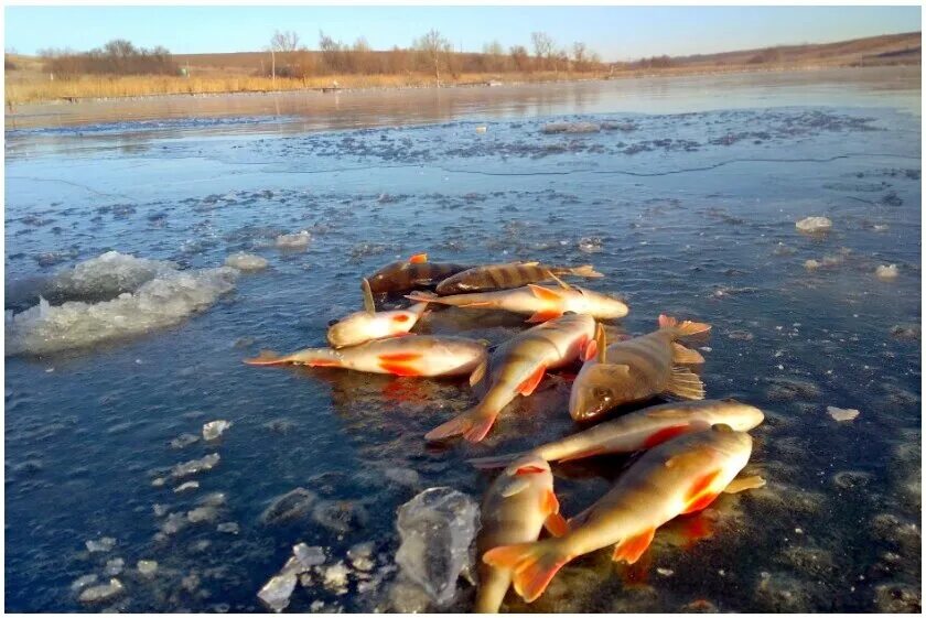 Последний лёд рыбалка. Рыбалка зимой в Воронеже. Рыбалка зимняя на окуня Каргасок. Зимняя рыбалка по последнему льду.