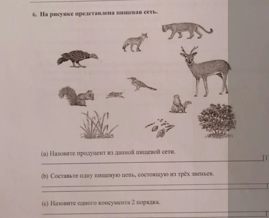 Составить пищевые цепи биология 5 класс учебник. Пищевые цепочки 5 класс биология. рисунок пищевой цепи биология 5 класс. пищевая цепь 5 класс. пищевая цепь рисунок 5 класс.