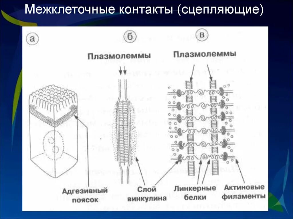 Изолирующий контакт. Строение межклеточных соединений. Классификация и ультраструктурное строение межклеточных соединений. Типы межклеточных контактов схемы. Типы межклеточных контактов таблица.