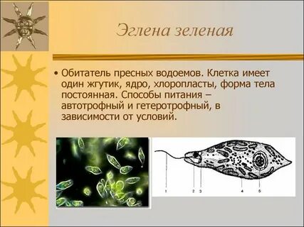 Жгутиковые амебы