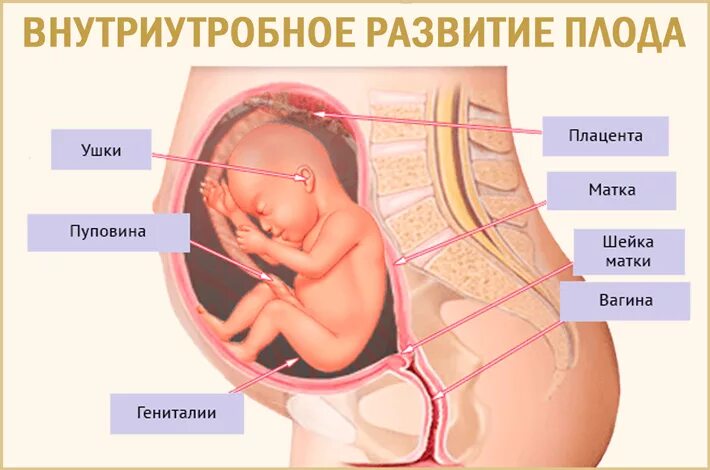 Как выглядят 26 недели беременности. Ребенок в животе схема. Расположение ребенка. Плод на 26 неделе беременности.