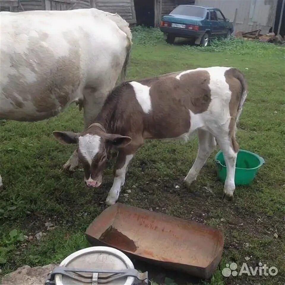 Животный ишимбай. Животные в ишимбае. Животные в ишимбае. Бездомные собаки. Животные в ишимбае.