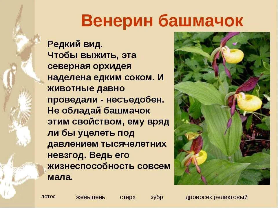 Включи растения красной книги. Растение Венерин башмачок. Орхидея Венерин башмачок. Северная Орхидея Венерин башмачок. Редкое растение Венерин башмачок.