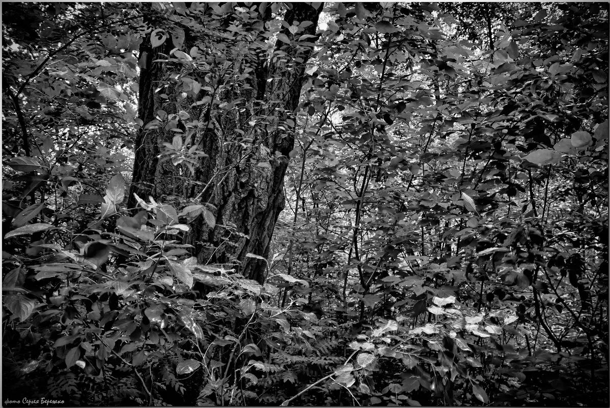 Дремучий лес. Лесная чаща фото. Вышла из чащи из чащи леса. Наша чаща. Лесная чаща краснодар.