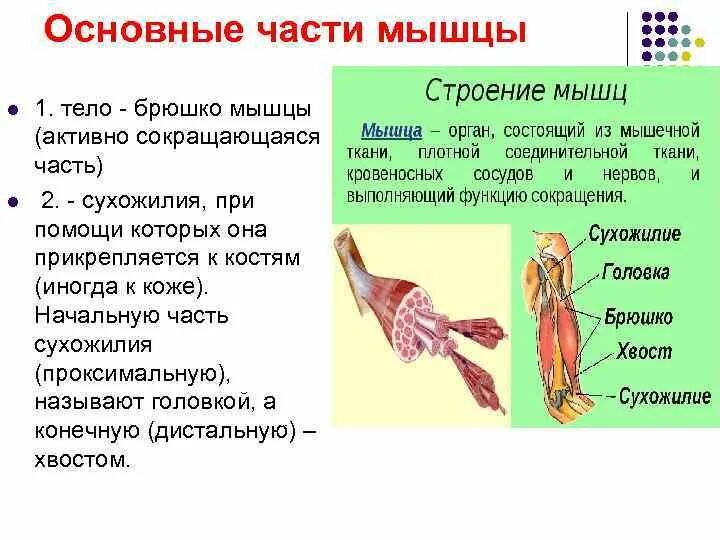 Строение и функции сухожилий. Строение и функции сухожилий