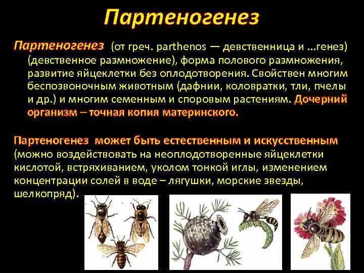 Размножается партеногенетически. Партеногенез вид размножения. Партеногенез форма размножения. Половое размножение партеногенез. А15 партеногенез - размножение.