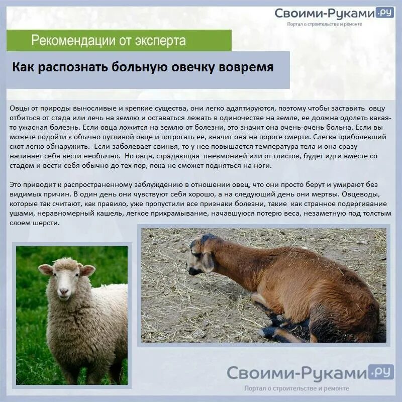Содержание овец кратко. Условия содержания овец. кормление мясных пород овец. рекомендация по кормлению овец. содержание баранов и овец.