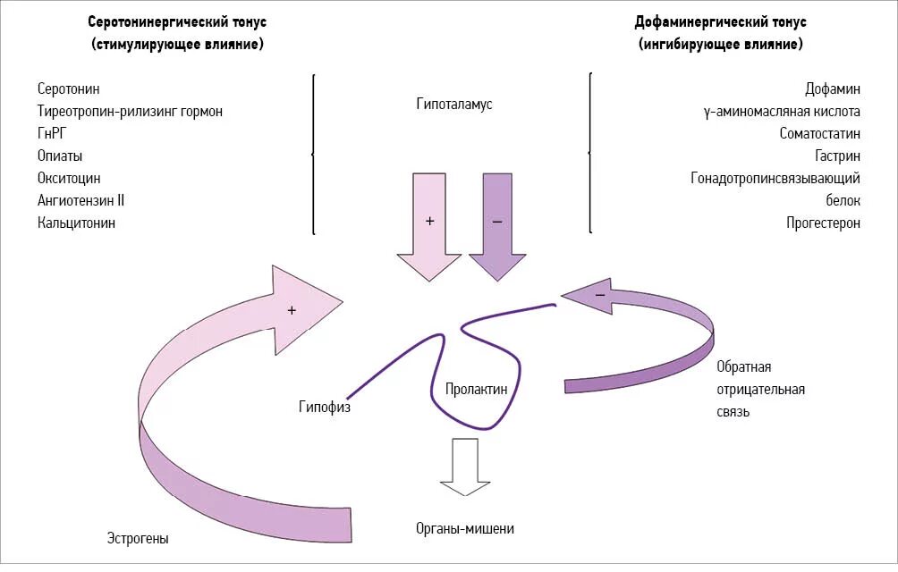 Синтез пролактина схема. Механизм действия лактотропного гормона. Пролактин механизм действия. Влияние дофамина на пролактин. Пролактин тестостерон у мужчин