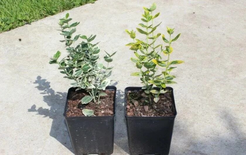 Как черенковать бересклет. Черенкуем бересклет. Черенкуем кизильник. Как черенковать бересклет. Бересклет японский размножение.