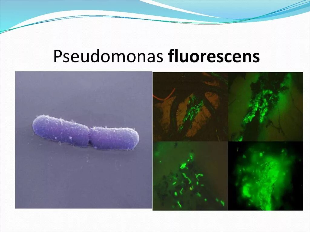 Pseudomonas fluorescens