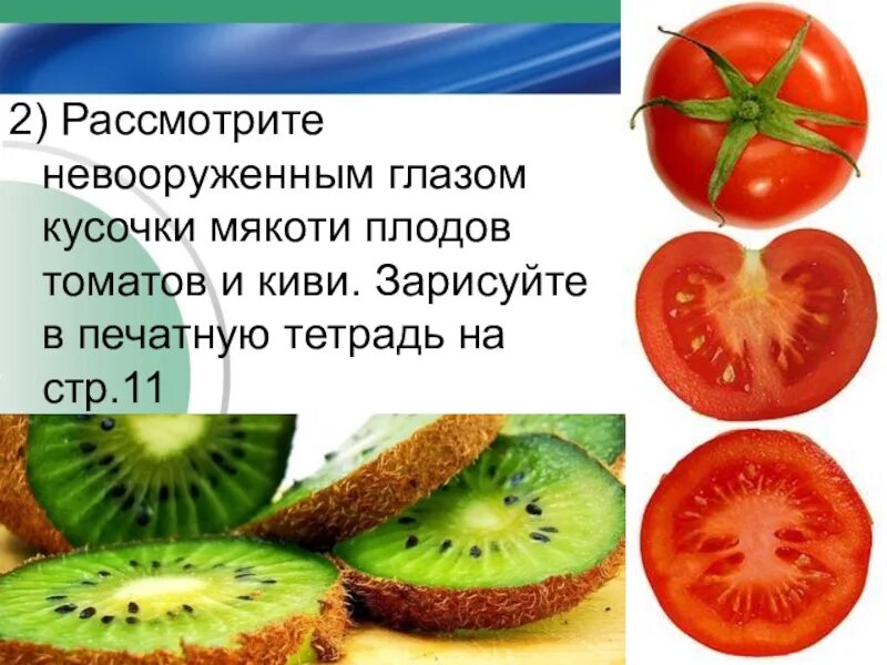 Клетки каких растений можно увидеть невооруженным глазом. Мякоть помидора под лупой. кусочки мякоти плодов под лупой. невооружённым глазом мякоть плодов томата. мякоть арбуза и томата невооруженным глазом.