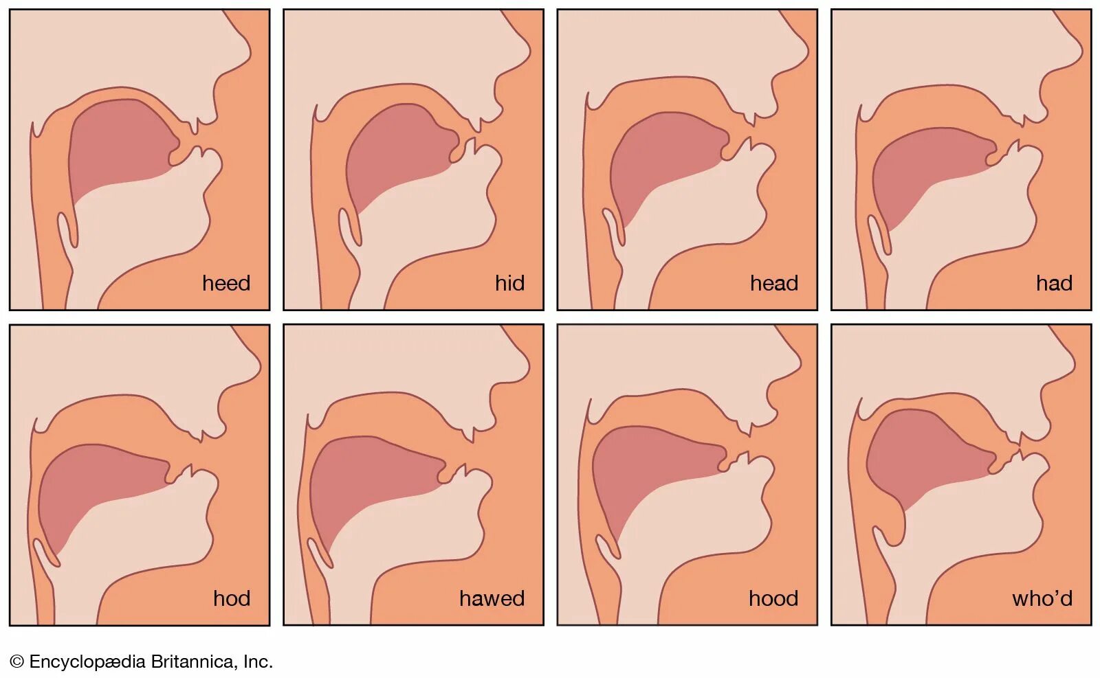 Mouth how do you do