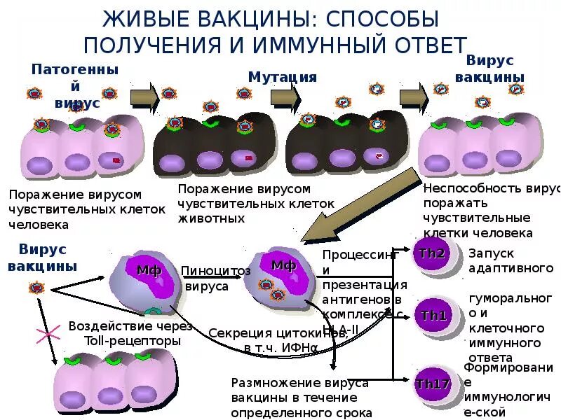 Живые вакцины приготовление. Схема действия вакцины. Механизм формирования иммунитета при вакцинации. Механизм развития иммунного ответа при вакцинации. Получение живых вакцин схема.