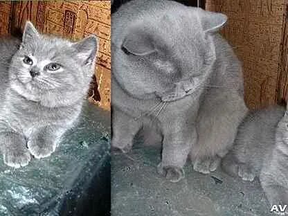 Авито коты британцы