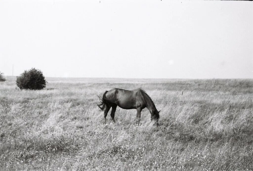 На закате колхозных лошадей гнали через брод. Лошадь в колхозе. Не гони лошадей. Изварин тихий дон иллюстрации. Скачущий всадник.