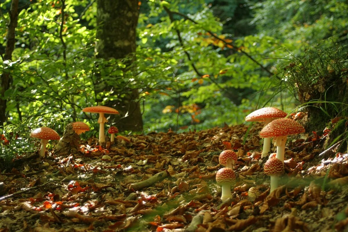 Грибная поляна фото. Осень Поляна грибов. Поляна с грибами осенью. Красивая Поляна с грибами для детей. Лес Поляна с грибами и цветами.