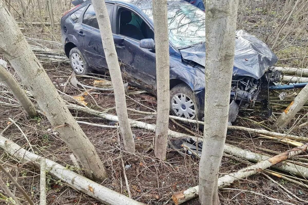 Происшествия в новгородской области. Дерево происшествий. Форд врезался в дерево. Кювет.