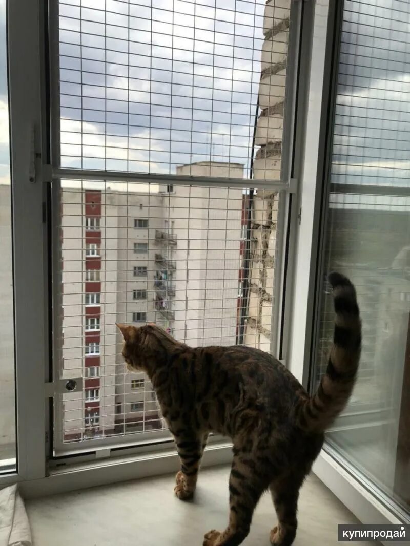 Антикошка на окна. Установка сеток антикошка на пластиковые окна. Установка сеток антикошка на пластиковые окна. Решетка антикошка. Установка сеток антикошка на пластиковые окна.