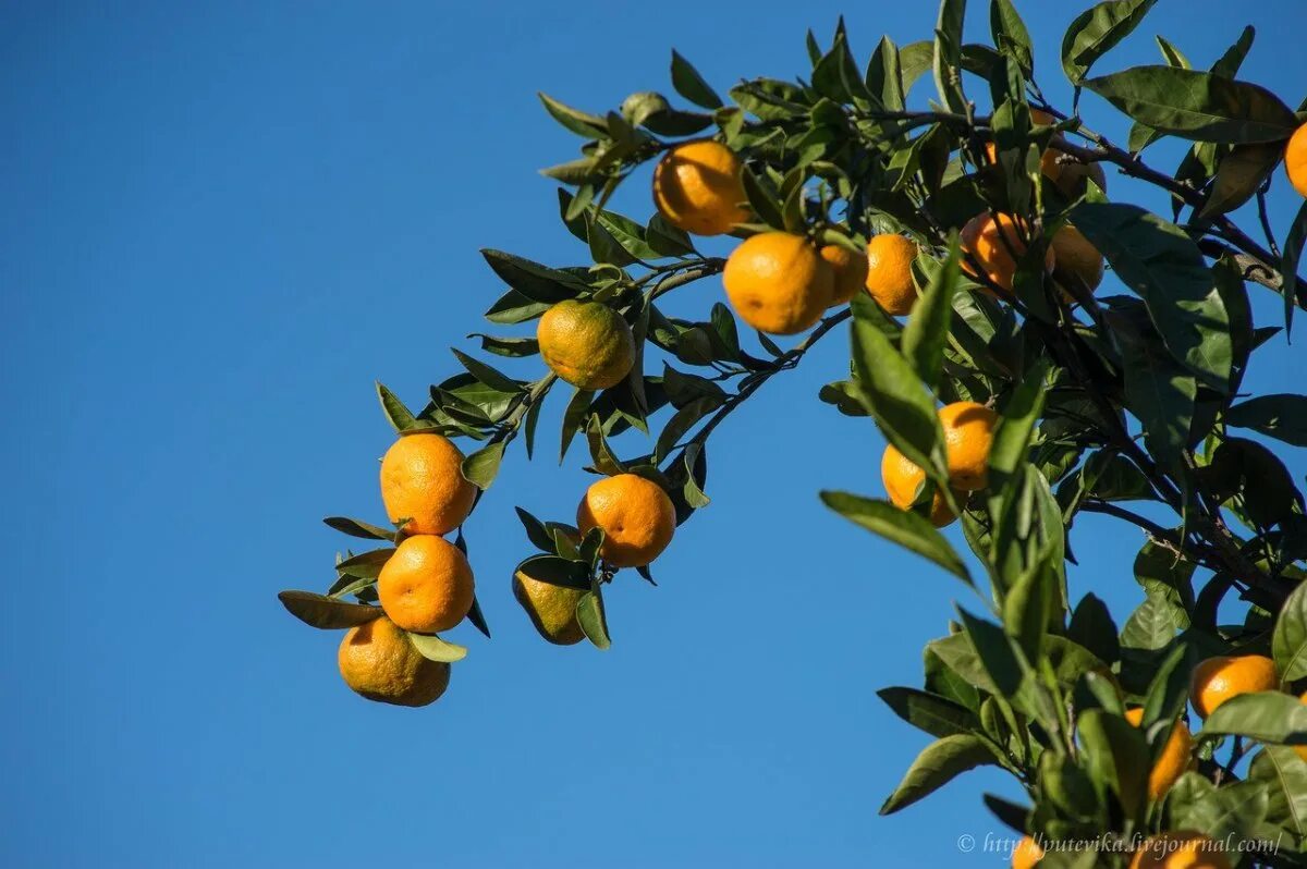 Абхазия мандарины на дереве. Мандарины (Абхазия). Мандариновое дерево в Абхазии. Мандариновый сад Абхазия. Гагра абхазия мандарин