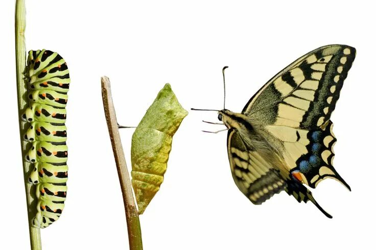 Metamorphosis Butterfly chrysalis, Butterfly cocoon, Beautiful butterflies