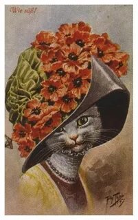 Кот мак