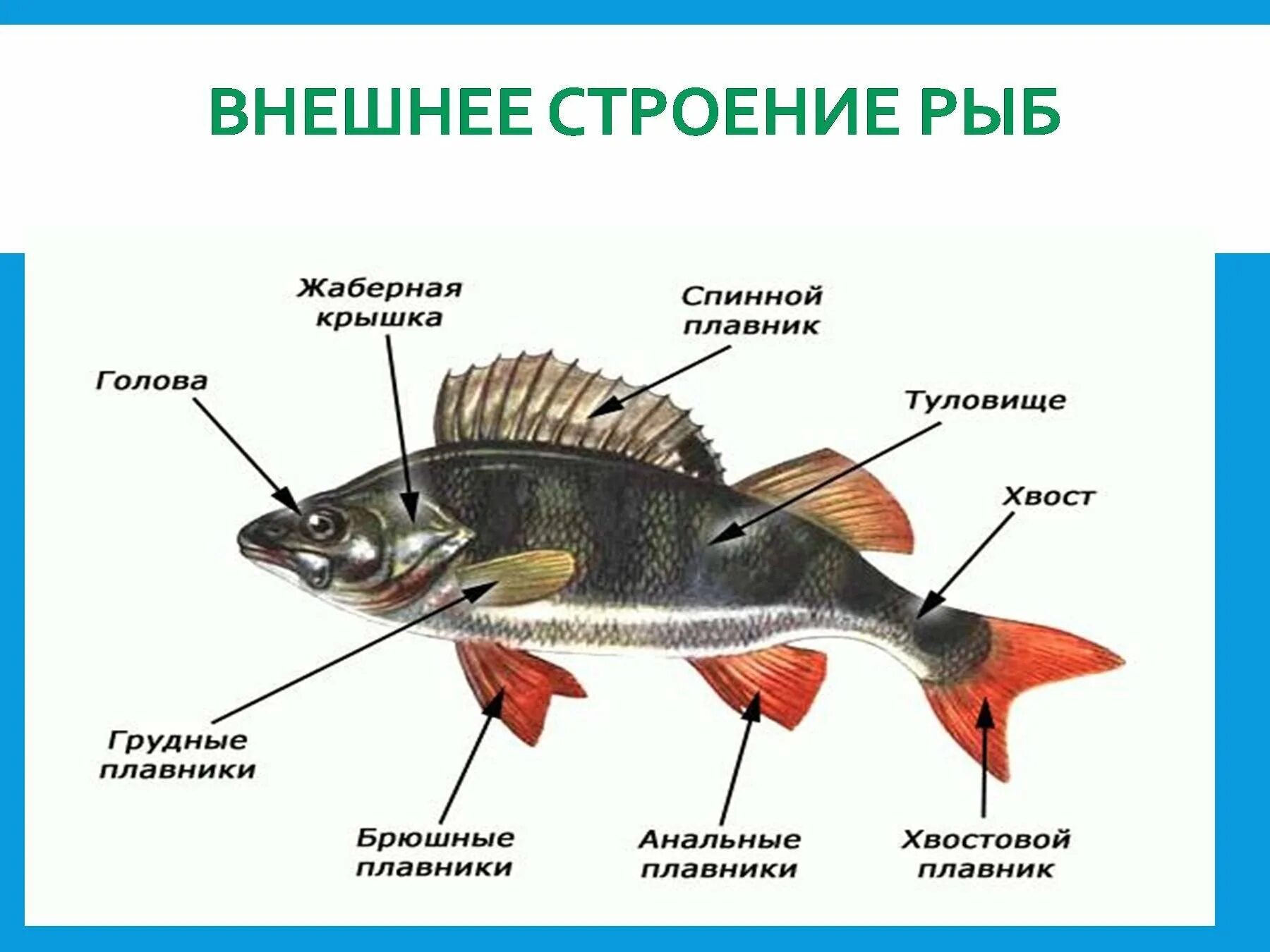 Надкласс рыбы внешнее строение. Рисунок рыбы внешнее и внутреннее строение. Черепные или позвоночные внешнее строение рыб 7 класс. Грудные и брюшные плавники рыб парные.