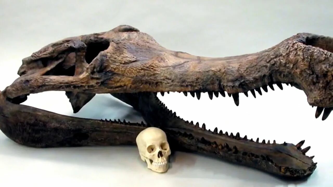 Пахицефалозавр останки. Sarcosuchus imperator. Саркозух череп. Кости доисторических животных найденных в крыму. Кости доисторических животных.